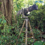 Leofoto LS-365C Tripod full camouflage met grote telelens verscholen tussen bomen.