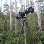 Leofoto LS-365C Tripod full camouflage met zwarte camo-lens en camera op gimbal in bosomgeving.
